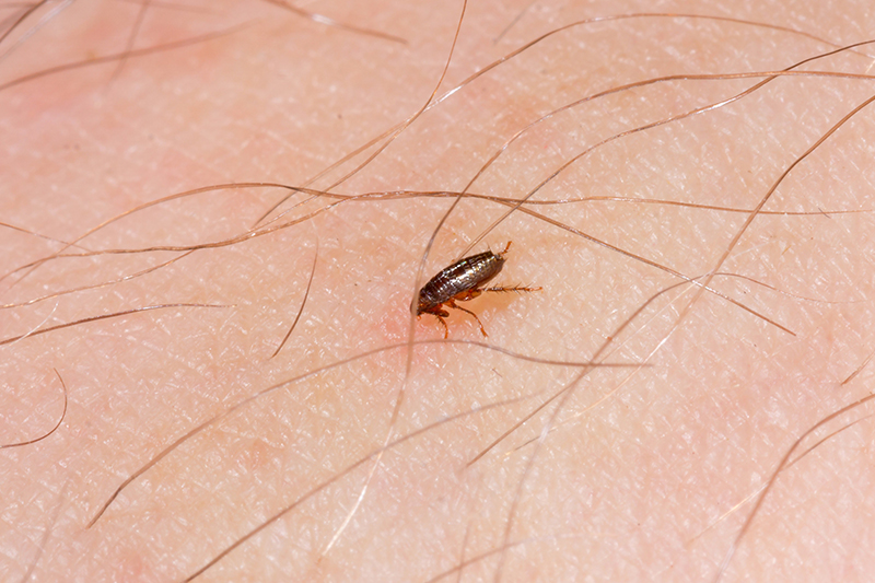 Flea Pest Control in Northampton Northamptonshire
