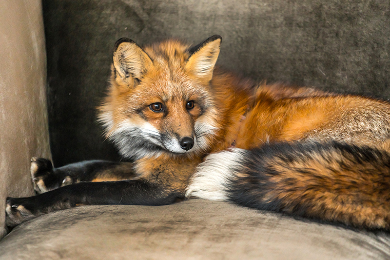 Fox Pest Control in Northampton Northamptonshire