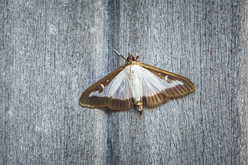 Moth Pest Control in Northampton Northamptonshire